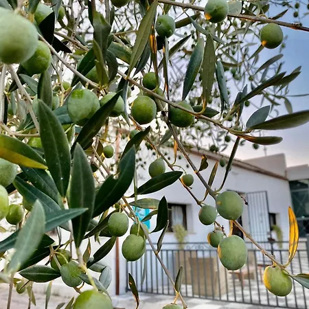 فندق مبيت وإفطار I Gelsomini Selinunte Castelvetrano