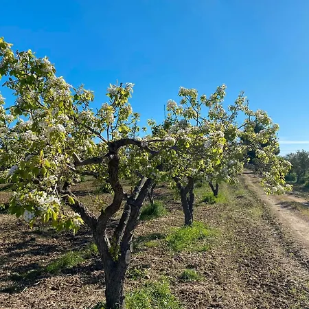 I Gelsomini Selinunte فندق مبيت وإفطار Castelvetrano